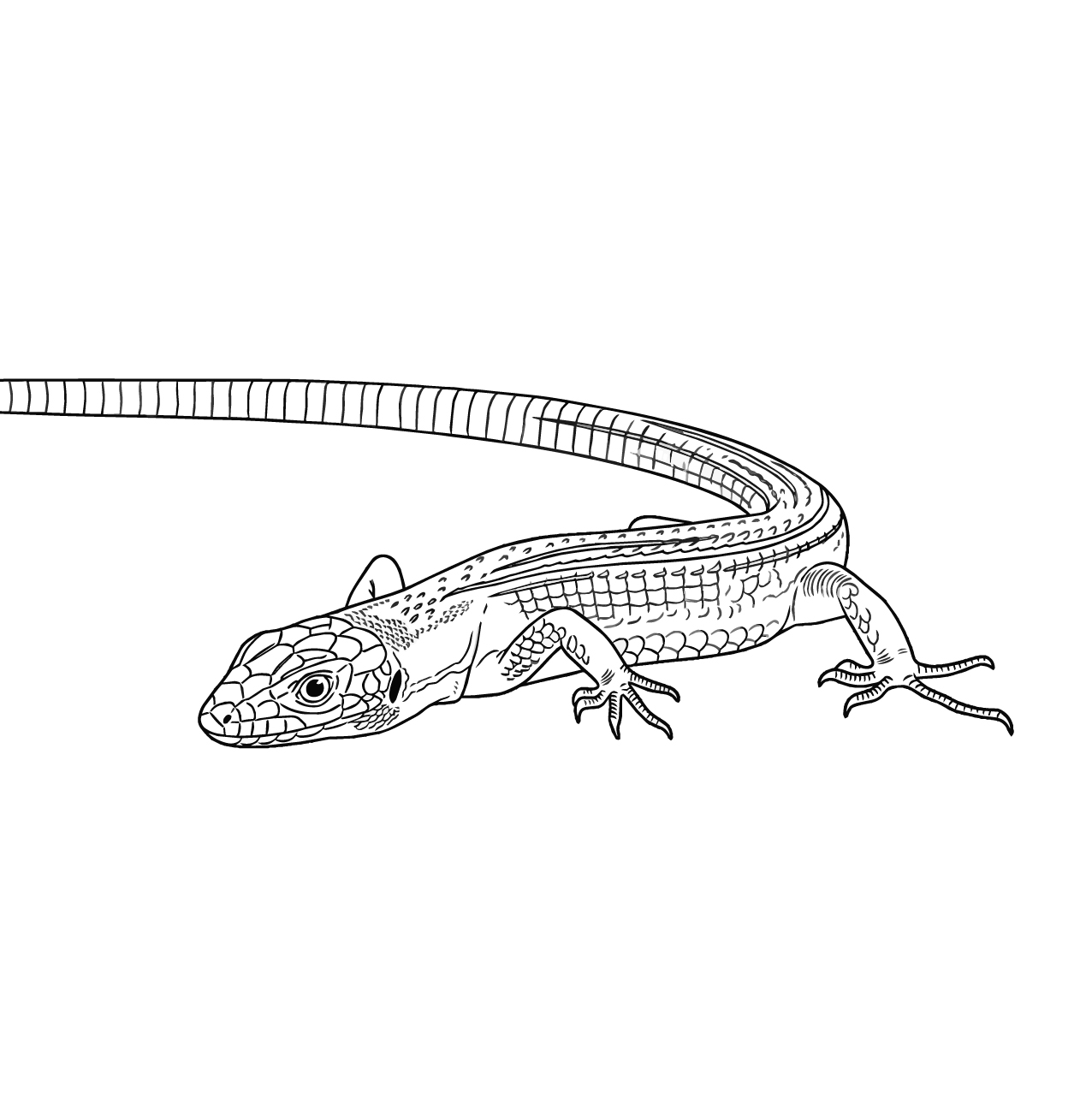 カナヘビ（ニホンカナヘビ）の塗り絵