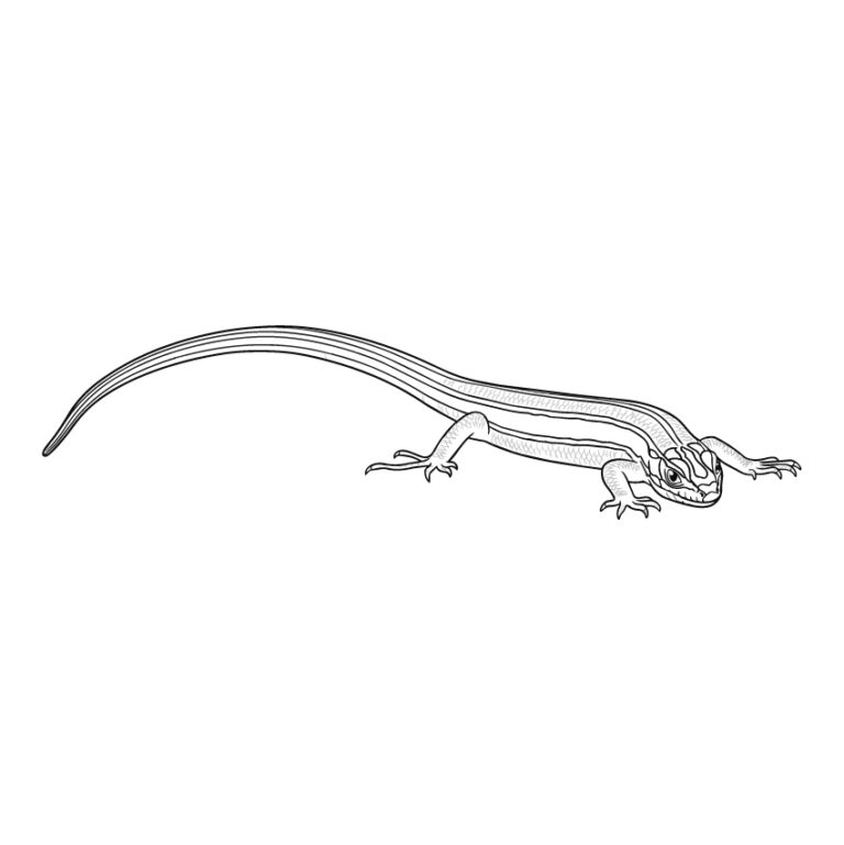 Free printable Japanese lizard coloring page