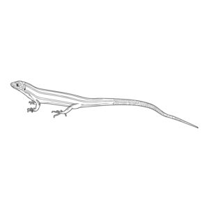 Free printable Japanese Lizard 2 coloring page
