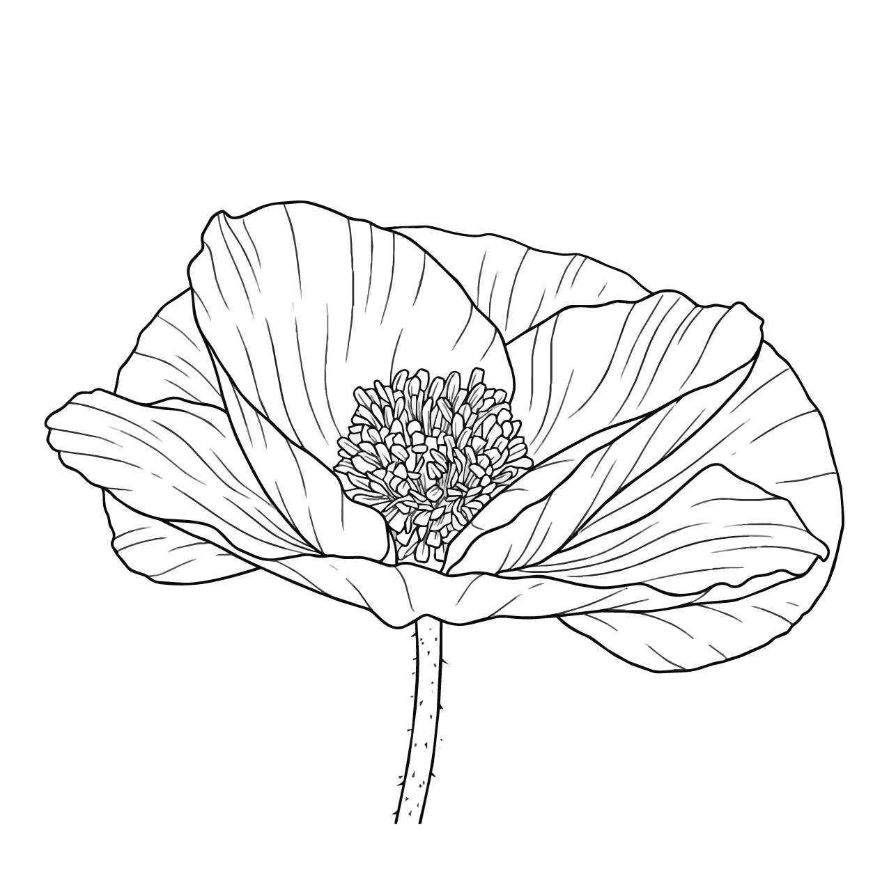 ポピーの塗り絵