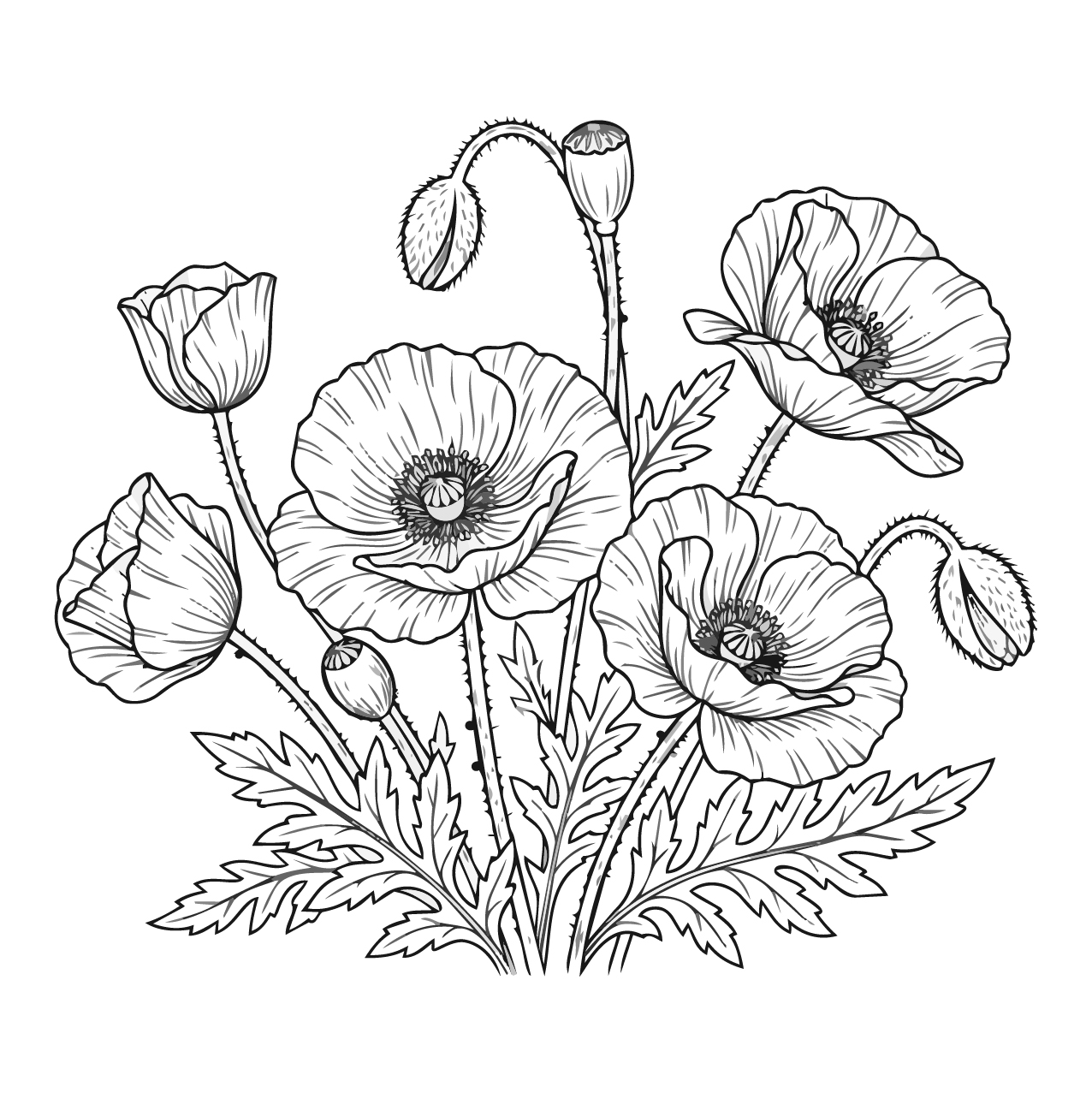ポピーの塗り絵
