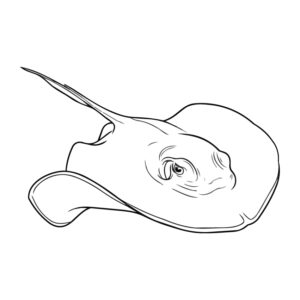 Free printable Red stingray coloring page