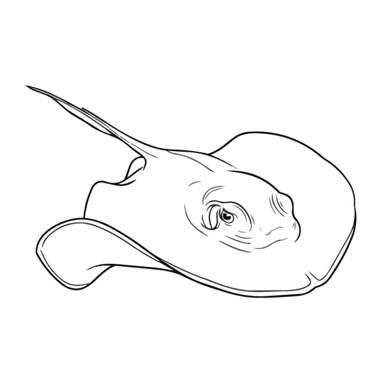 Free printable Red stingray coloring page