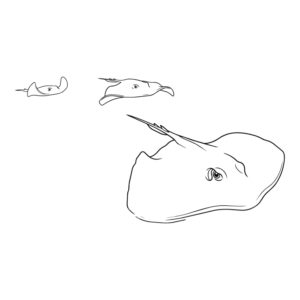 Free printable Red stingray 2 coloring page