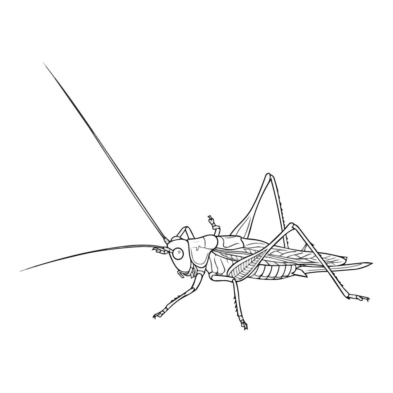 ササキリの塗り絵