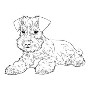 Free printable Miniature Schnauzer 2 coloring page
