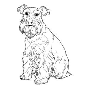 Free printable Standard Schnauzer 2 coloring page