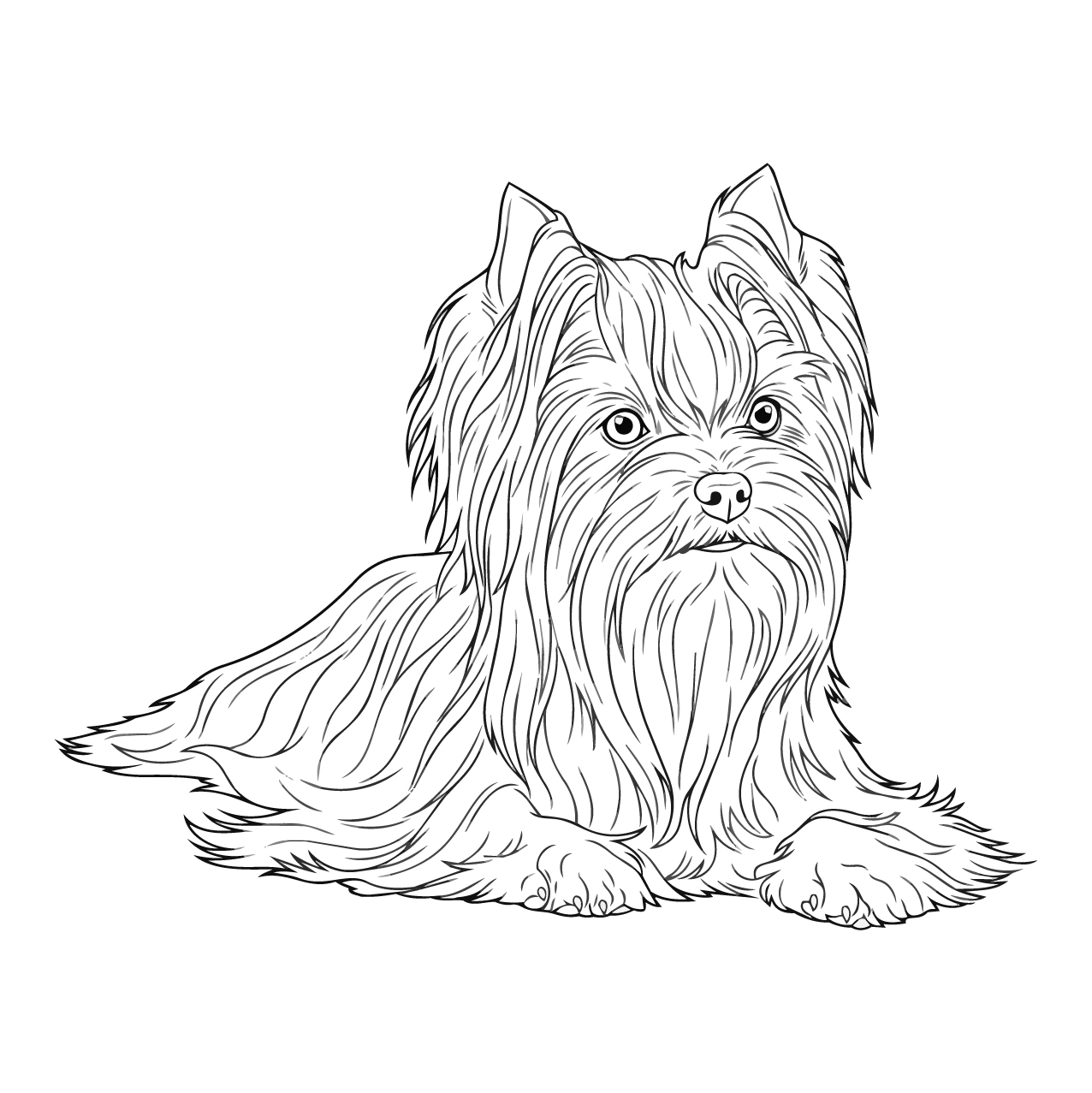 ヨークシャー・テリアの塗り絵