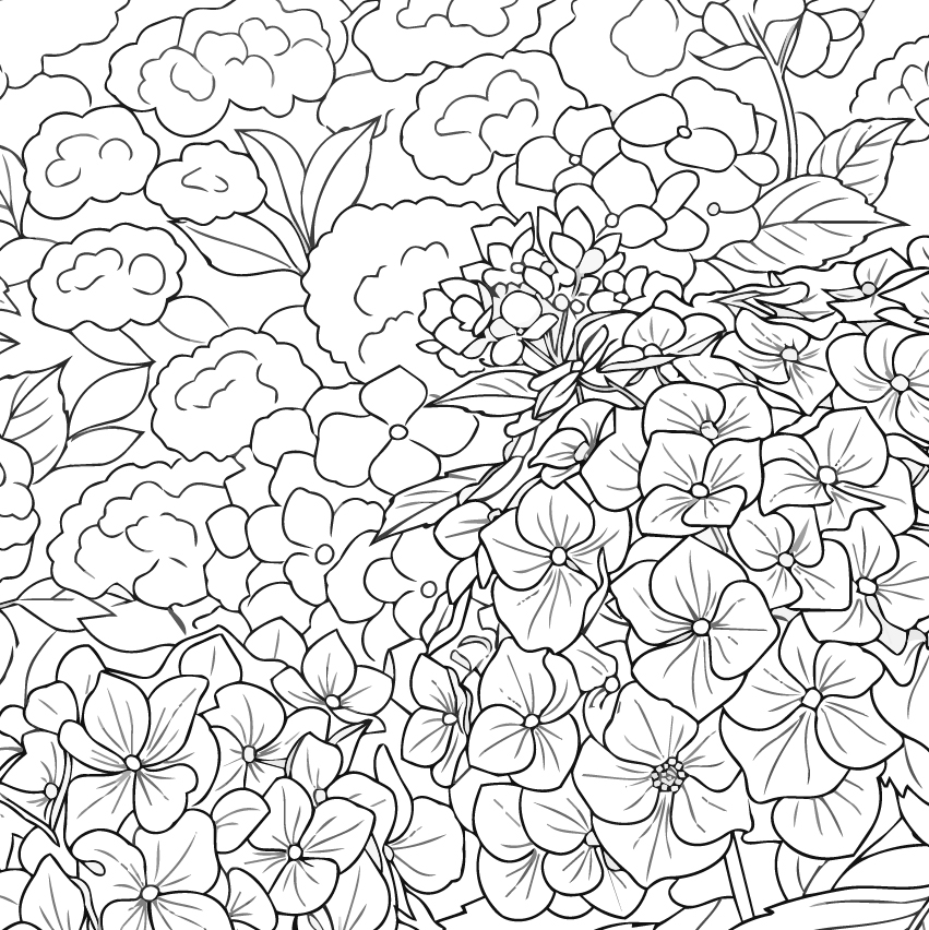 紫陽花（アジサイ）の塗り絵