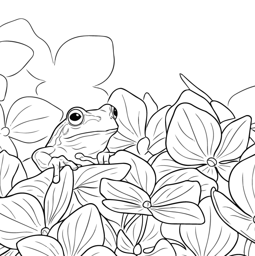 紫陽花とカエル