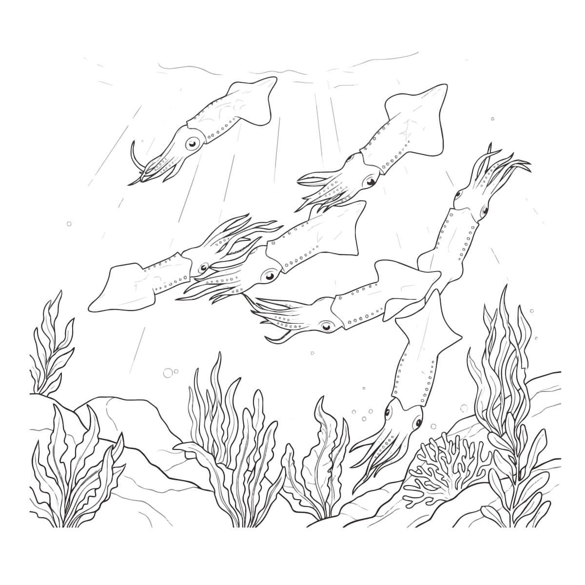 ホタルイカの塗り絵