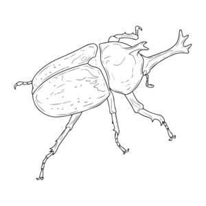 オキナワカブトムシ オスの無料塗り絵イラスト（知育・高齢者レク用）