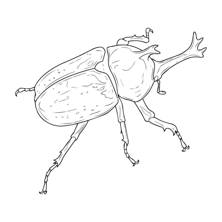 オキナワカブトムシの無料塗り絵イラスト（知育・高齢者レク用）