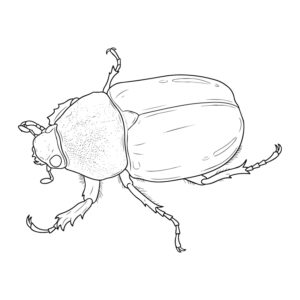 オキナワカブトムシ メスの無料塗り絵イラスト（知育・高齢者レク用）