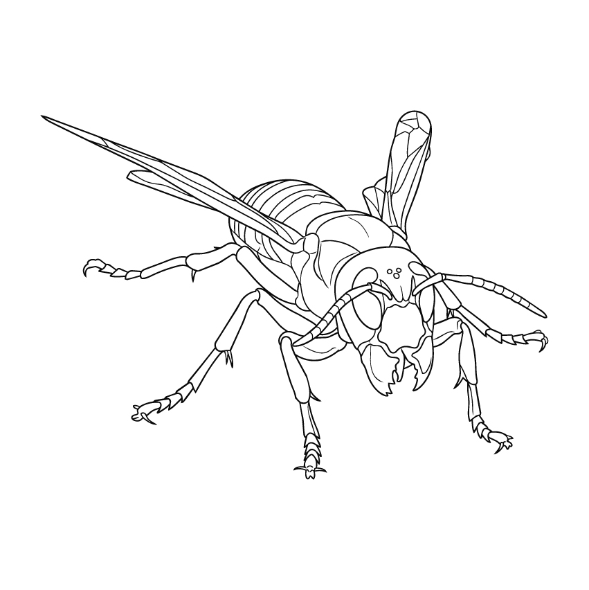 オオスズメバチの塗り絵