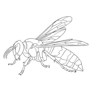 オオスズメバチ２の無料塗り絵イラスト（知育・高齢者レク用）