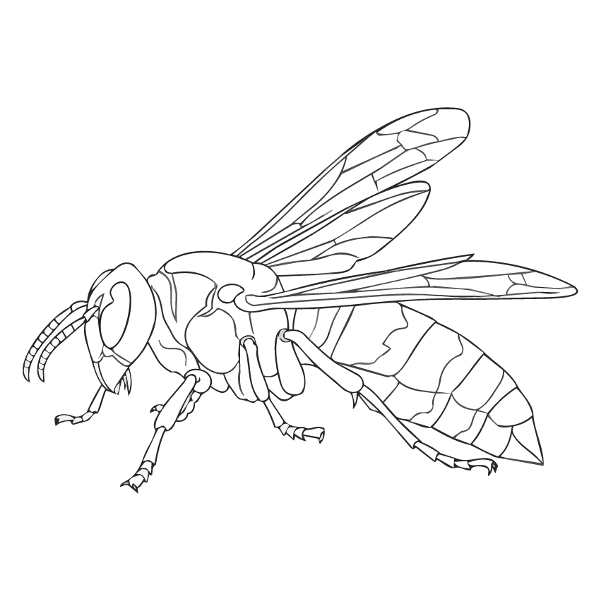 オオスズメバチの塗り絵