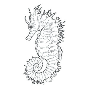 タツノオトシゴの無料塗り絵イラスト（知育・高齢者レク用）
