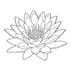 水蓮２の無料塗り絵イラスト（知育・高齢者レク用）