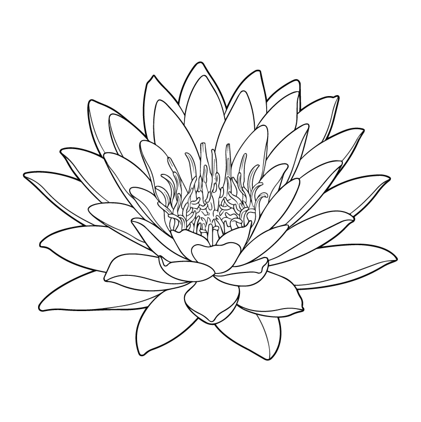 水蓮２