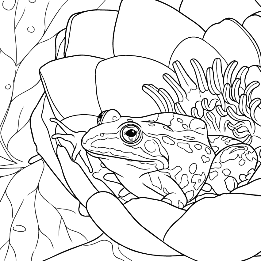 水蓮とカエル