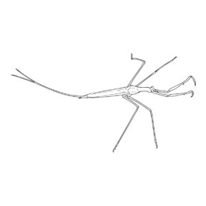 ミズカマキリの無料塗り絵イラスト（知育・高齢者レク用）