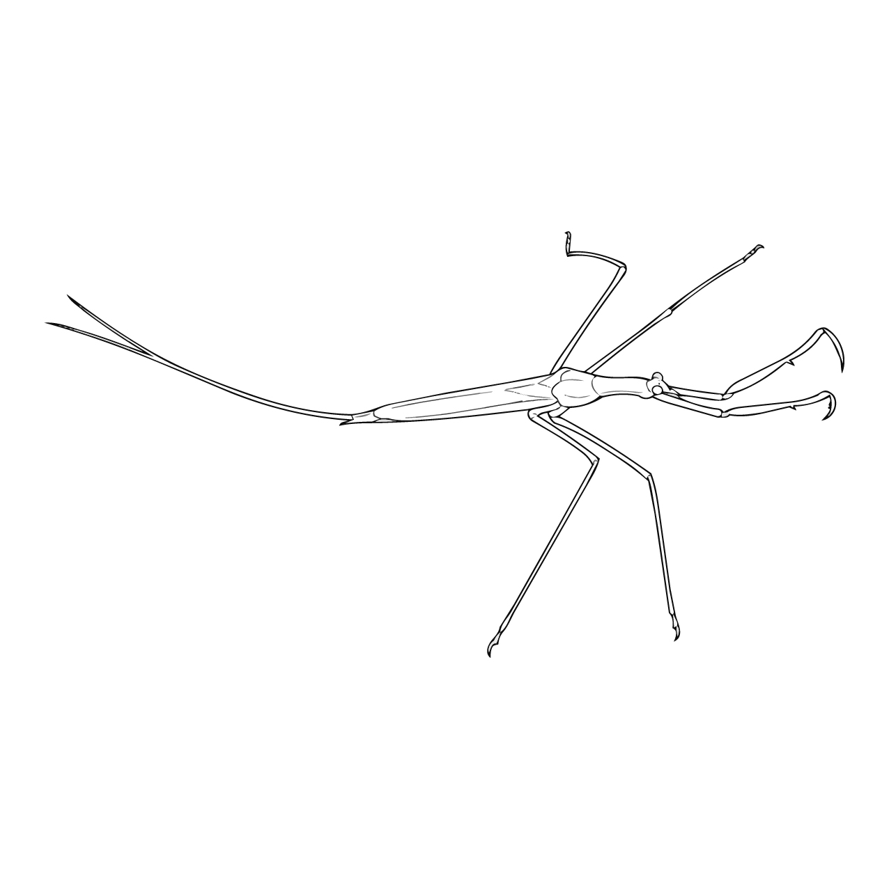 ミズカマキリの塗り絵
