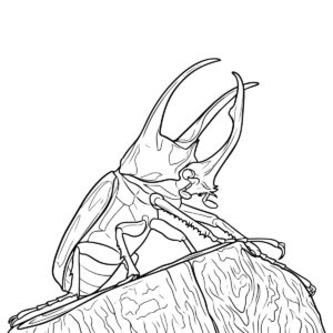 アトラスオオカブトの無料塗り絵イラスト（知育・高齢者レク用）