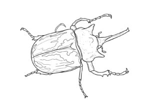 Free printable Elephas beetle coloring page