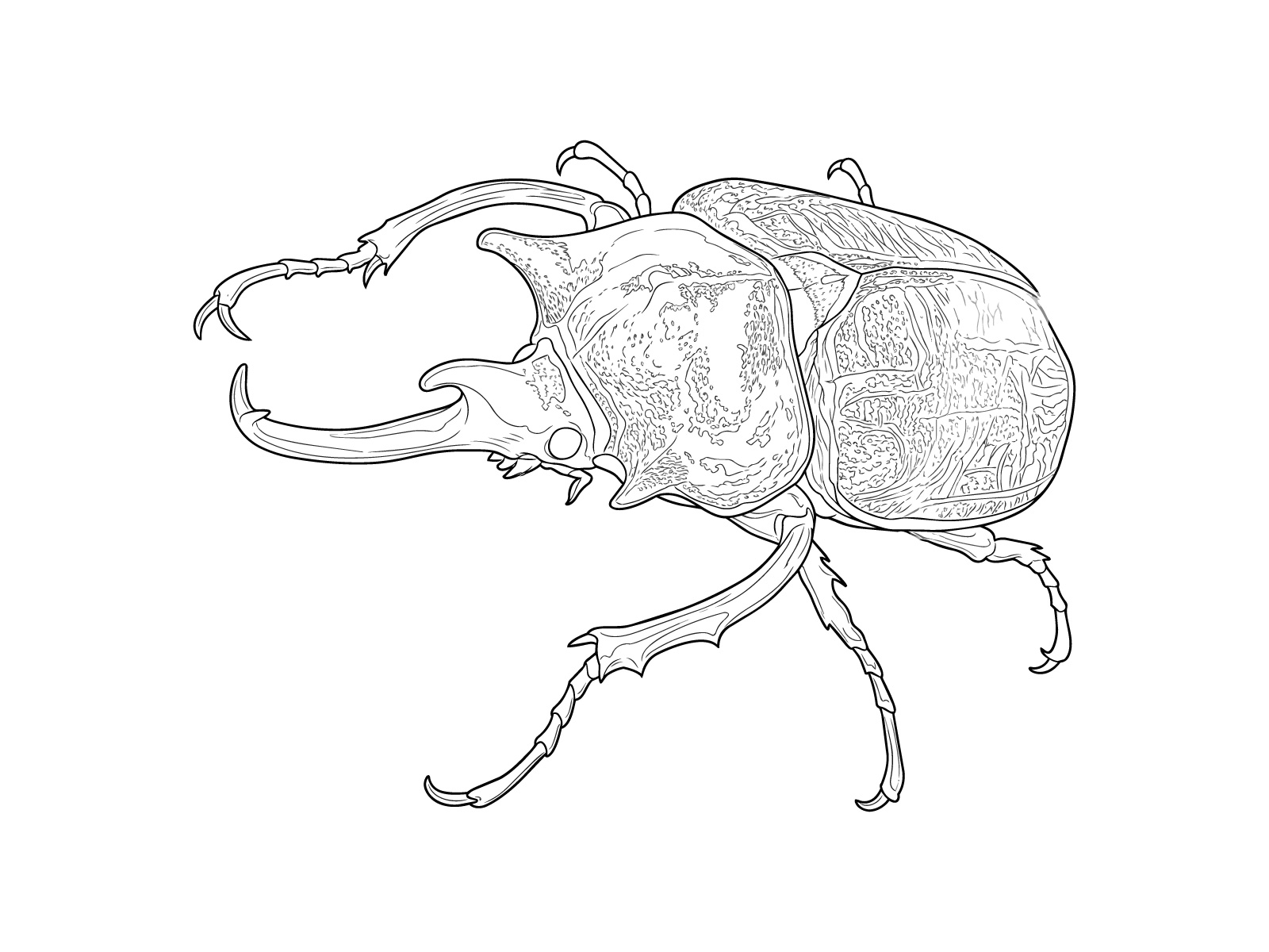 エレファスゾウカブトの無料塗り絵イラスト（知育・高齢者レク用）