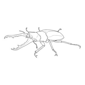ギラファノコギリクワガタの無料塗り絵イラスト（知育・高齢者レク用）