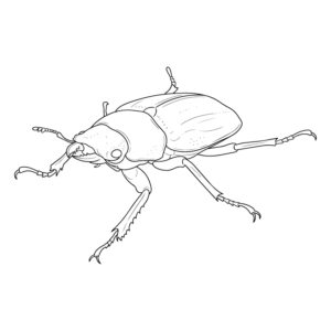 ギラファノコギリクワガタ メスの無料塗り絵イラスト（知育・高齢者レク用）