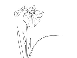 ハナショウブ（花菖蒲）の無料塗り絵イラスト（知育・高齢者レク用）