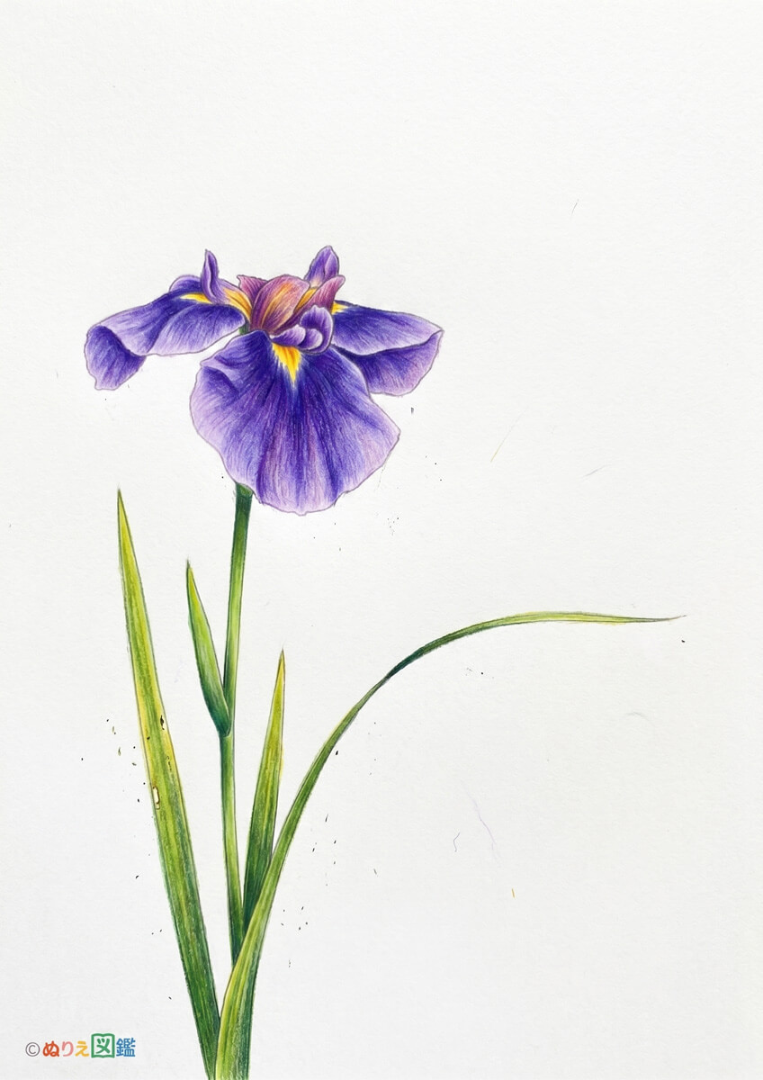 花菖蒲 1輪のカラーお手本（色見本）