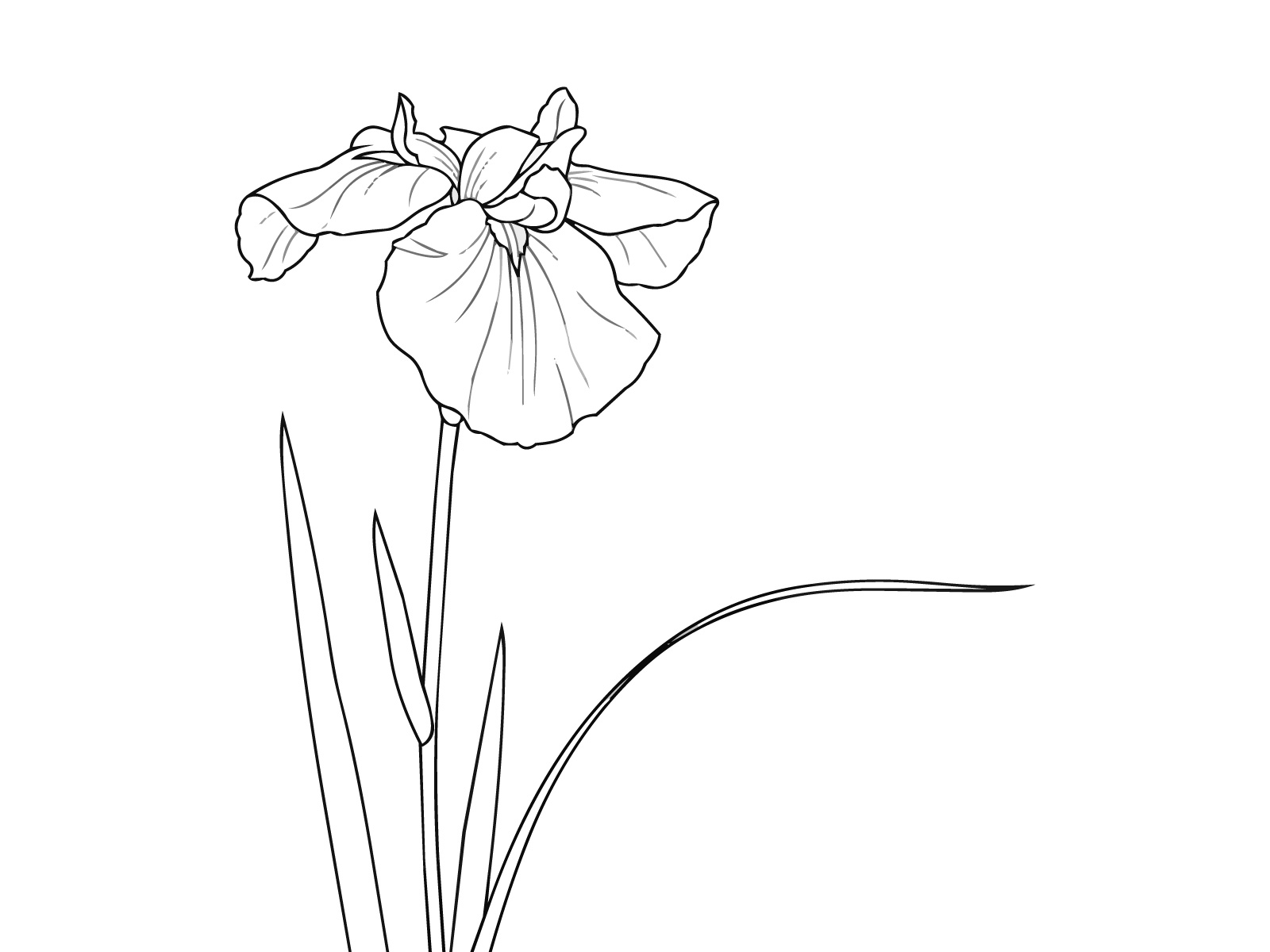 ハナショウブ（花菖蒲）の無料塗り絵イラスト（知育・高齢者レク用）