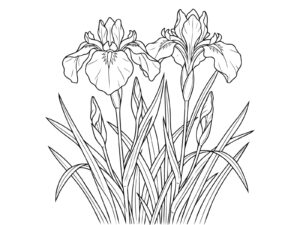 花菖蒲 2輪の無料塗り絵イラスト（知育・高齢者レク用）