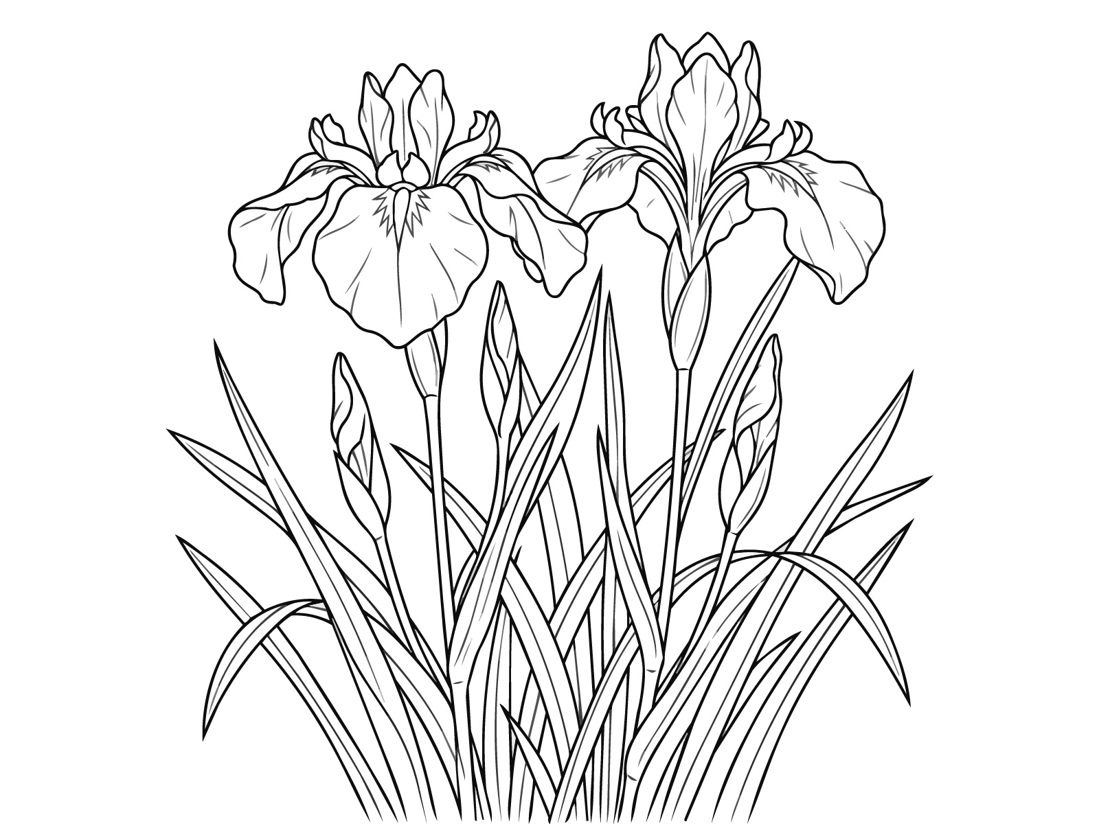 花菖蒲 2輪の無料塗り絵イラスト（知育・高齢者レク用）
