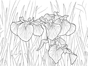 複数の花菖蒲の無料塗り絵イラスト（知育・高齢者レク用）