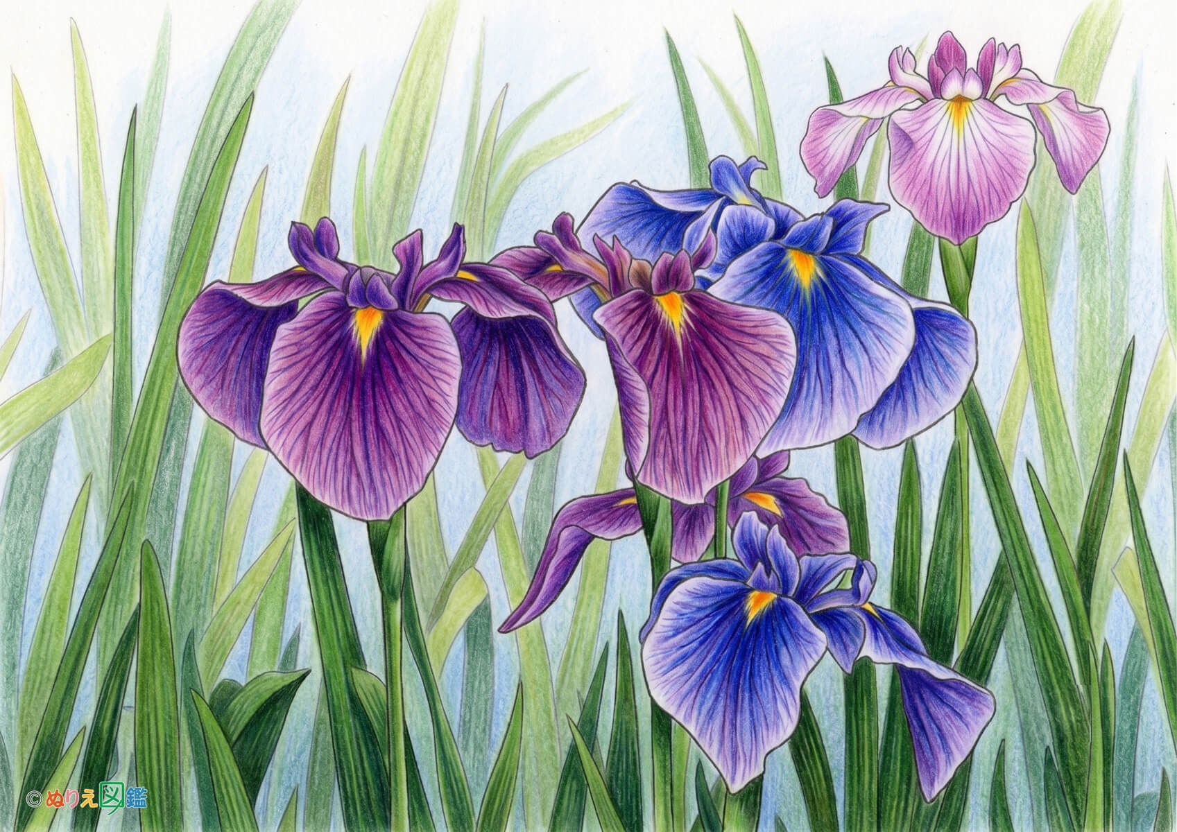 複数の花菖蒲のカラーお手本（色見本）