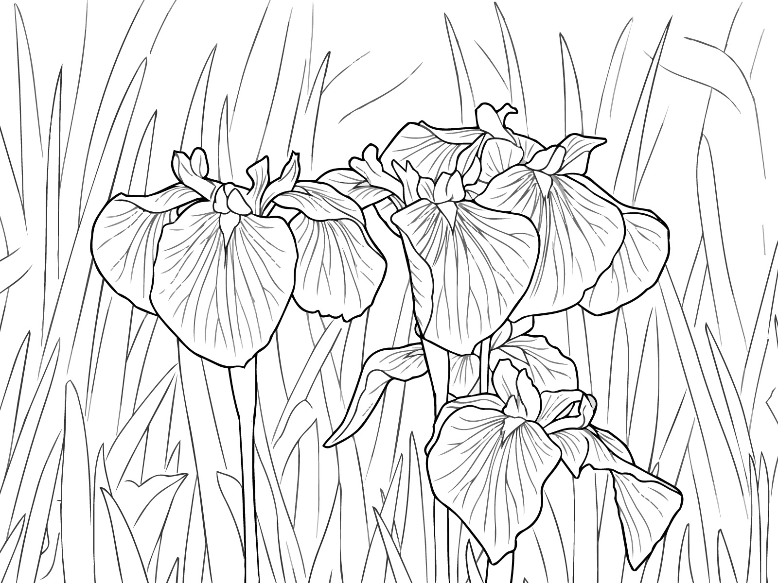 ハナショウブ（花菖蒲）の無料塗り絵イラスト（知育・高齢者レク用）