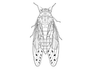 Free printable Evening cicada coloring page