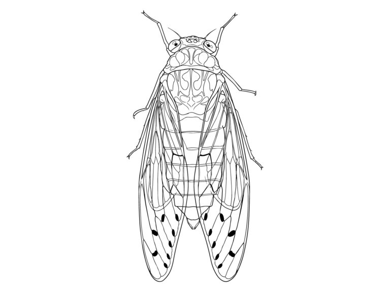 ヒグラシの無料塗り絵イラスト（知育・高齢者レク用）