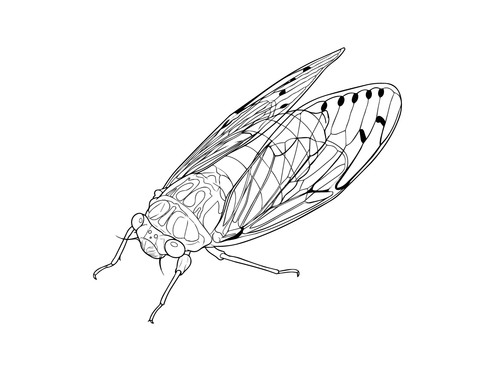 ヒグラシの無料塗り絵イラスト（知育・高齢者レク用）
