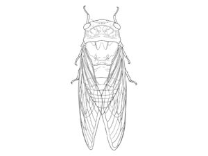 Free printable Bear cicada coloring page