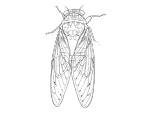 Free printable Hyalessa maculaticollis cicada coloring page