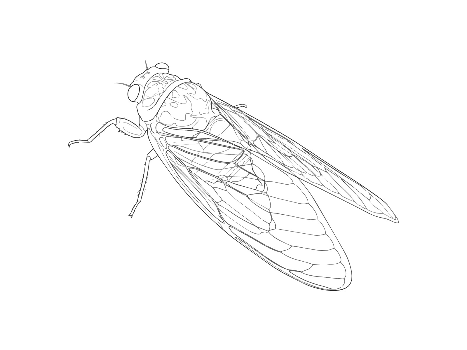 ミンミンゼミの無料塗り絵イラスト（知育・高齢者レク用）
