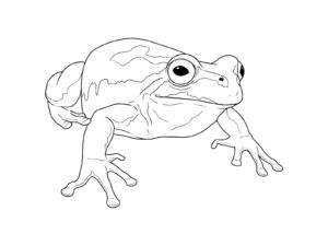 ニホンアマガエルの無料塗り絵イラスト（知育・高齢者レク用）