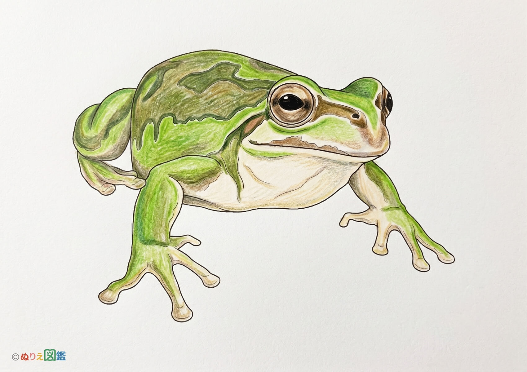 ニホンアマガエルのカラーお手本（色見本）