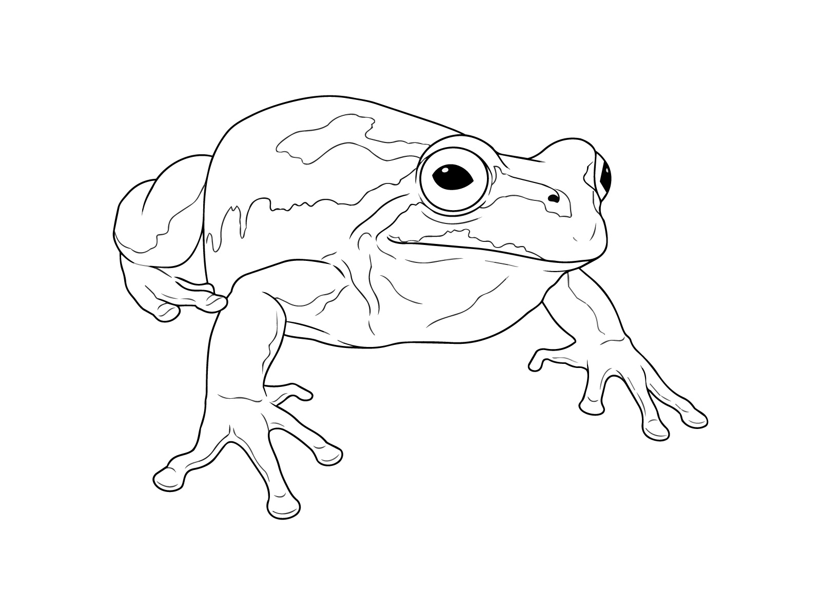 ニホンアマガエルの無料塗り絵イラスト（知育・高齢者レク用）