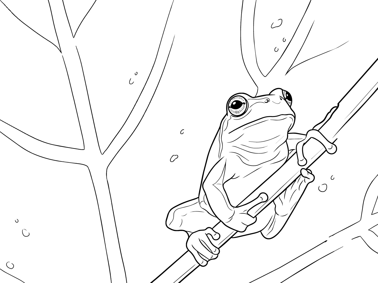 ニホンアマガエルの無料塗り絵イラスト（知育・高齢者レク用）